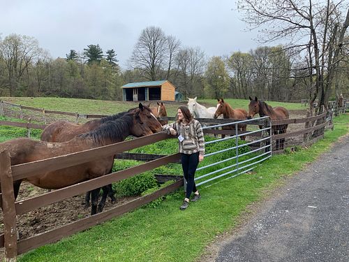 Hanging with the Horses  at Catskill Animal Sanctuary in Saugerties