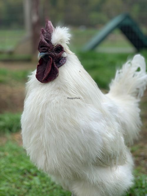 Feathered Friend  at Catskill Animal Sanctuary in Saugerties