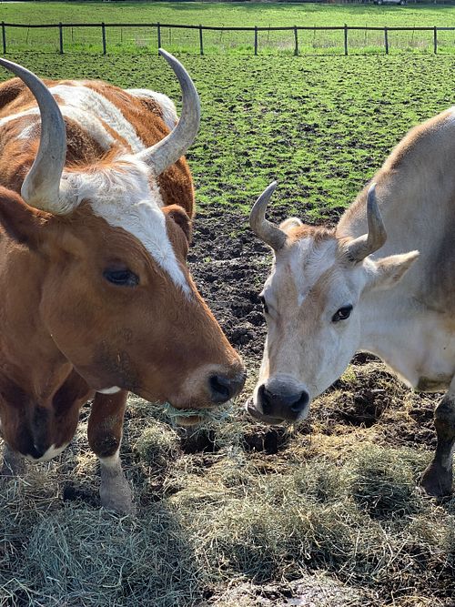 Amos and Jesse- two love bugs! at Catskill Animal Sanctuary in Saugerties