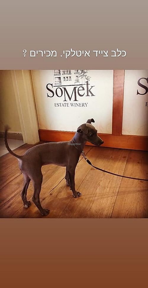 dog friendly  at Somek Winery in Zikhron Yaakov