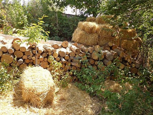 Garden view at CostelHostel at CostelHostel in Rosu