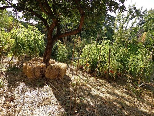 Garden view, summer. at CostelHostel in Rosu