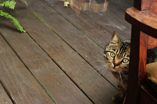 This cutie lives here too :) at Reform Kafe in Chiang Mai