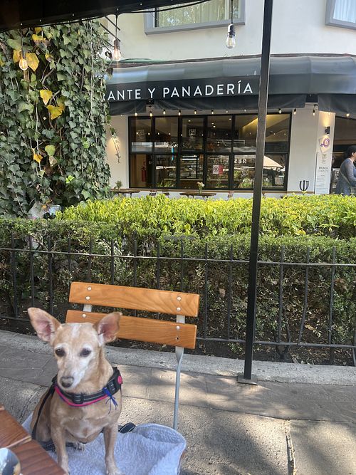   at Le Pain Quotidien - Polanco in Mexico City