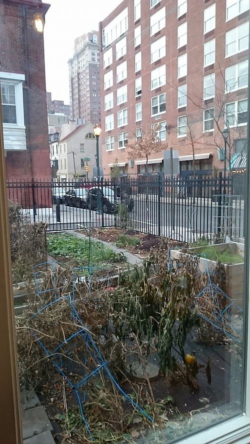 Garden view.  at Hummusology in Philadelphia