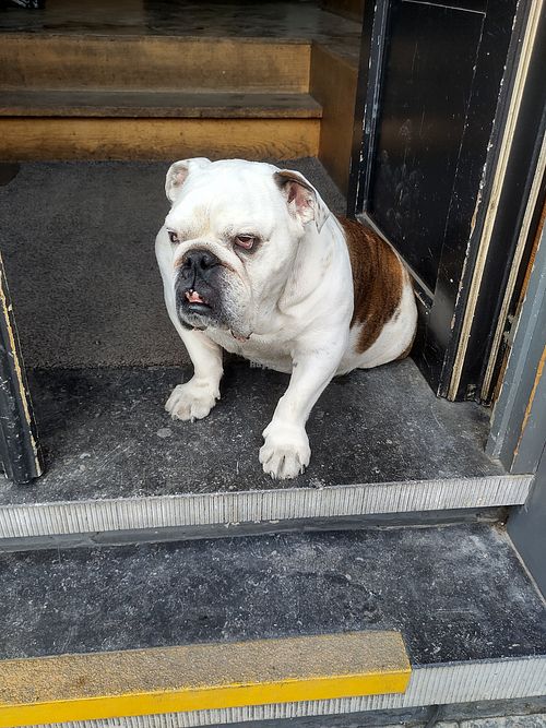 Dog at Kaffabar in Brussels