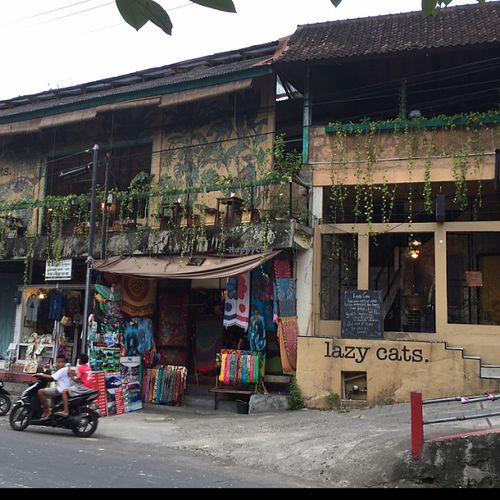Lazy Cats at Lazy Cats  in Ubud