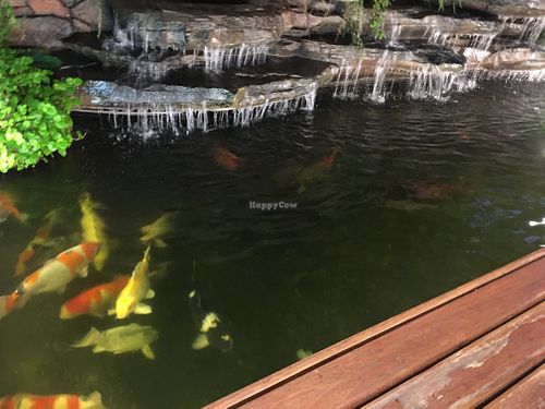 Koi carp and the waterfall  at Spinach in Khao Lak