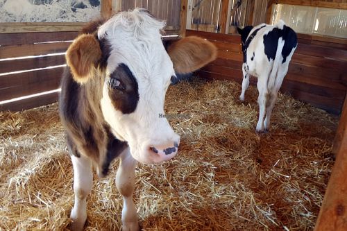 Farm Sanctuary SA
  at Farm Sanctuary SA in Franschhoek