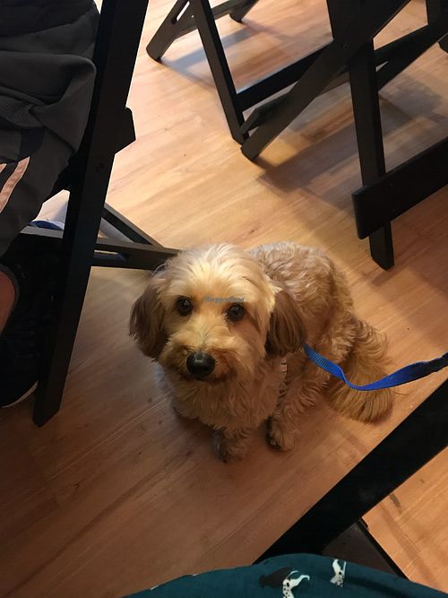 Pet friendly :) at Congolinaria - Alfonso Bovero in Sao Paulo