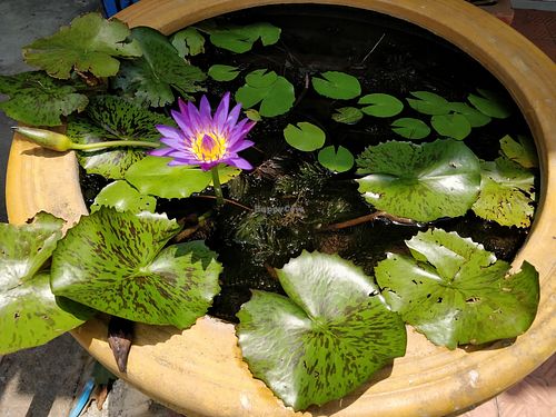 Restaurant decor at Ranahat Je Vegan Restaurant in Ayutthaya