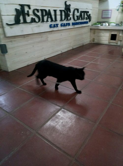 cat  at Espai de Gats in Barcelona
