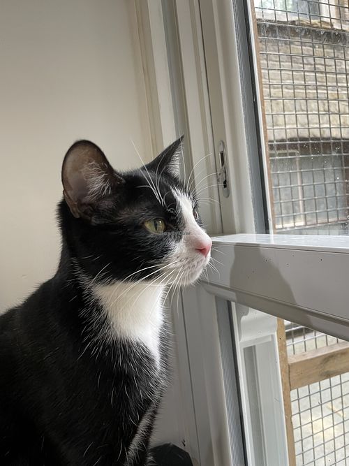   at Lady Dinah's Cat Emporium in East London