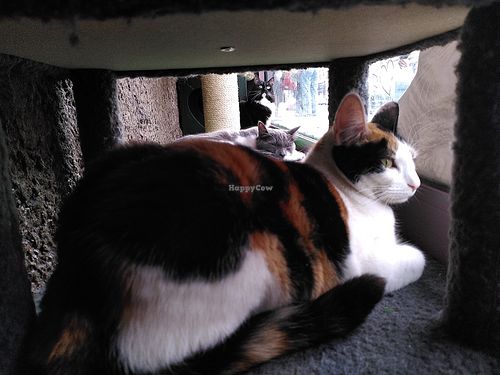  at Lady Dinah's Cat Emporium in East London