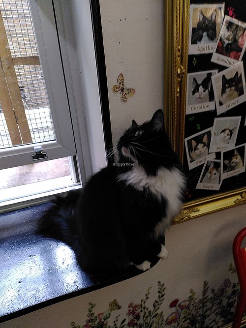  at Lady Dinah's Cat Emporium in East London