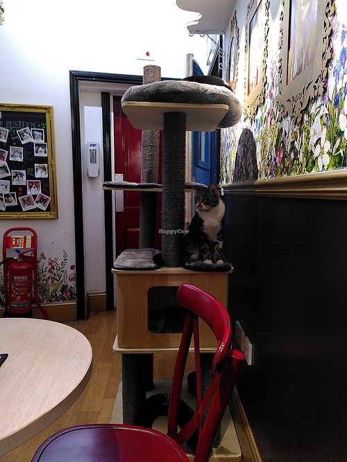  at Lady Dinah's Cat Emporium in East London