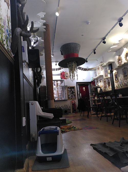  at Lady Dinah's Cat Emporium in East London