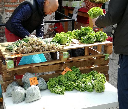 Some fresh bio greens at Farmers' Market Rimskata Stena in Sofia