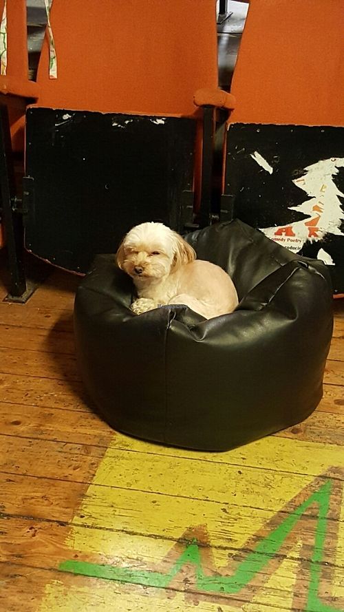 Timid Mandy, customer service dog. at Manchester Vegan Cafe in Manchester