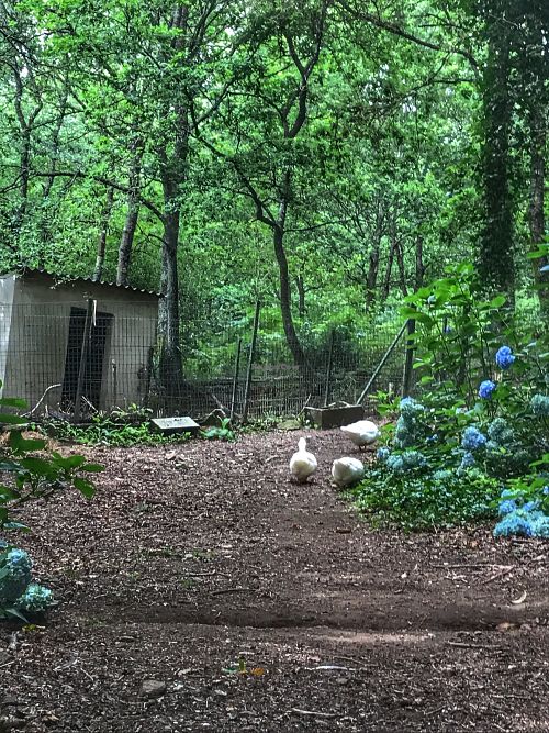 Patos at Quinta das Aguias in Paredes De Coura