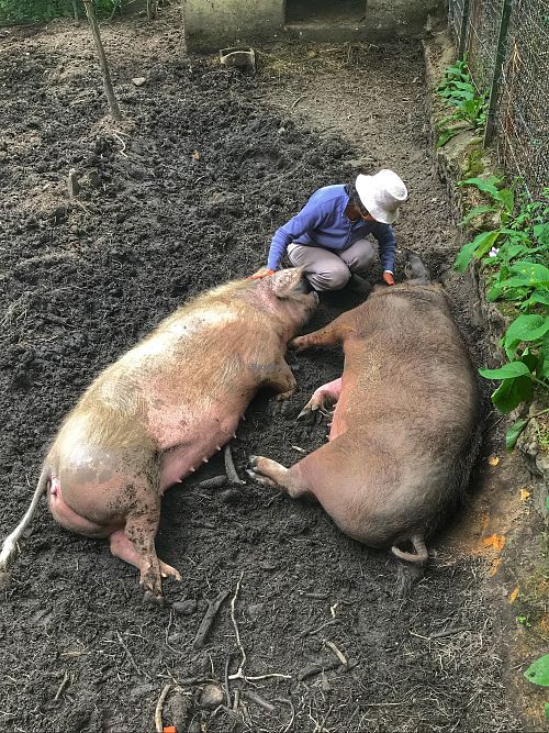 Cerdos  at Quinta das Aguias in Paredes De Coura