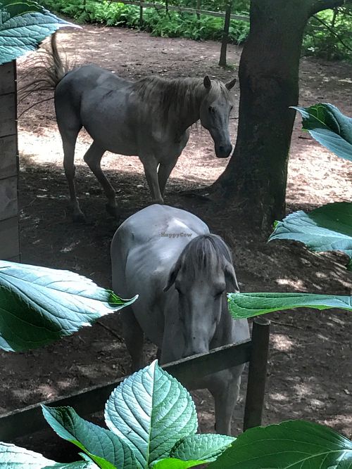 Caballos  at Quinta das Aguias in Paredes De Coura