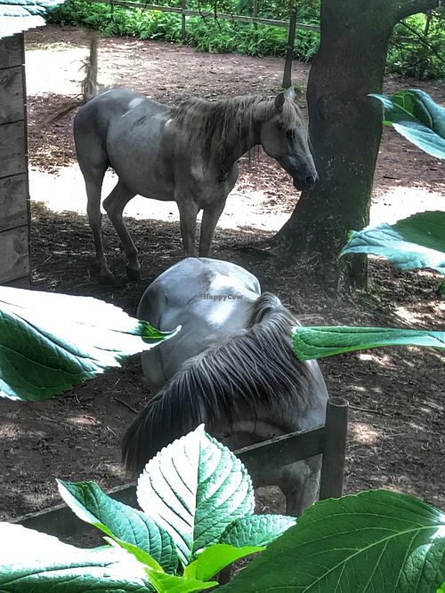 Caballos  at Quinta das Aguias in Paredes De Coura