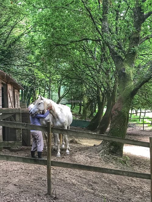 Caballos  at Quinta das Aguias in Paredes De Coura