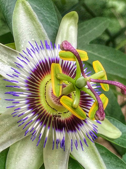 Flor at Quinta das Aguias in Paredes De Coura