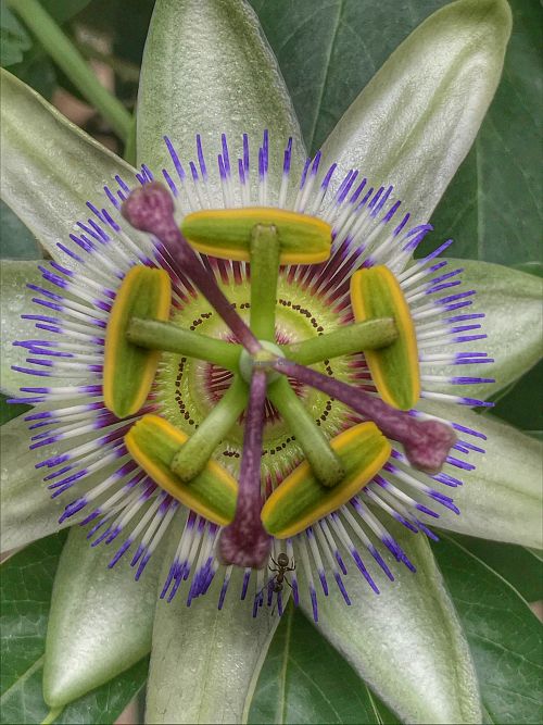 Flor at Quinta das Aguias in Paredes De Coura