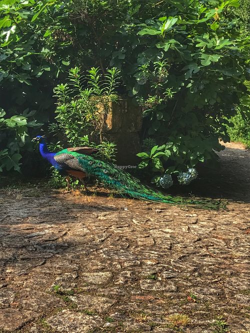 Pavo real at Quinta das Aguias in Paredes De Coura