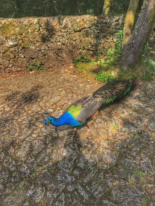 Pavo real at Quinta das Aguias in Paredes De Coura