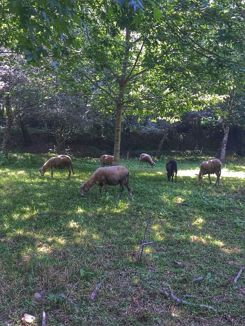 Ovejas  at Quinta das Aguias in Paredes De Coura