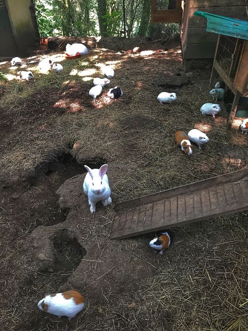 Conejos y g pigs at Quinta das Aguias in Paredes De Coura