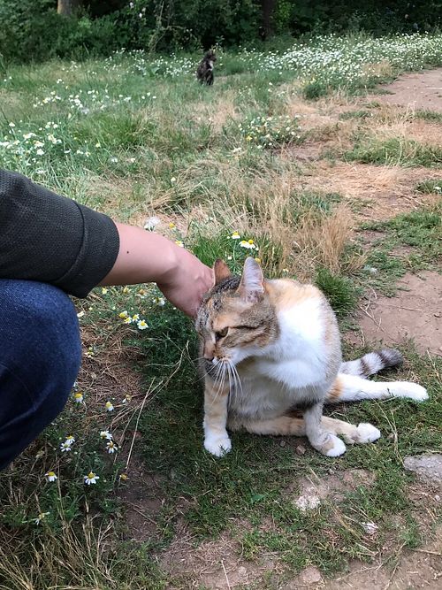 Gato cariñoso  at Quinta das Aguias in Paredes De Coura