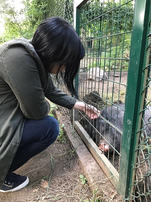 Cerdos  at Quinta das Aguias in Paredes De Coura