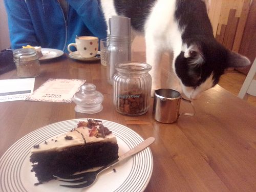 Cats are free to jump on tables - but must NOT be allowed to eat cake/sandwiches. at Pelíšek in Brno