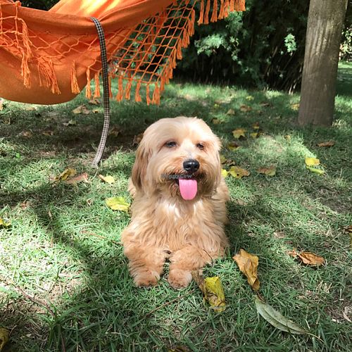 Pet friendly :) at Rancho dos Gnomos in Joanopolis