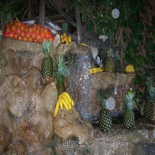 The waterfall in the courtyard at 100% Natural in Playa Del Carmen