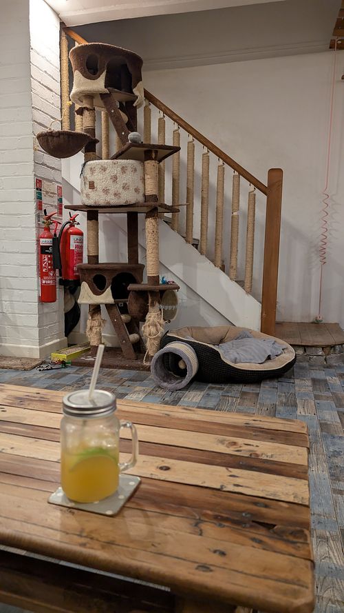  at Pause Cat Cafe in Bournemouth