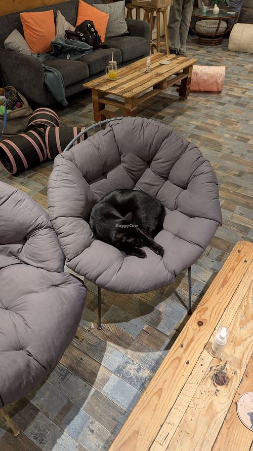  at Pause Cat Cafe in Bournemouth