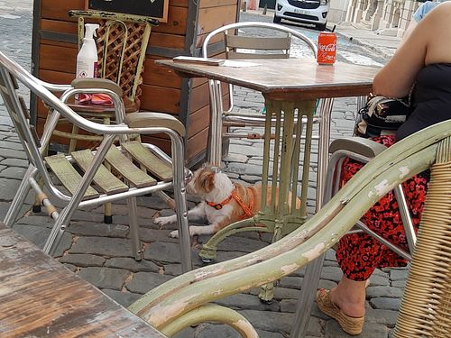 Pet friendly at Petite Sophie in Mahon