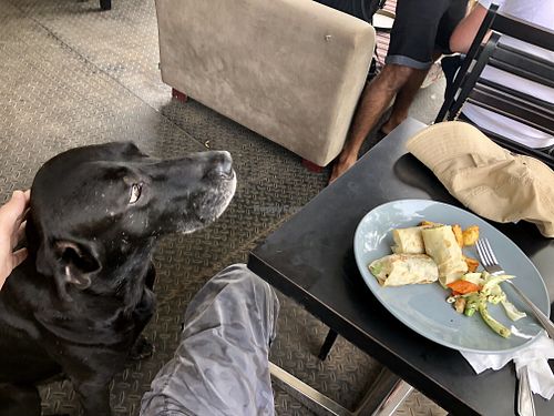 Owner’s friendly doggie wants some! at Rainbow Cafe in Ella