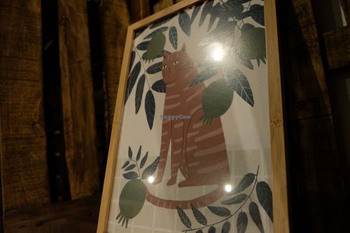 Cat picture at LYR Speciality Coffee and Food in Pecs