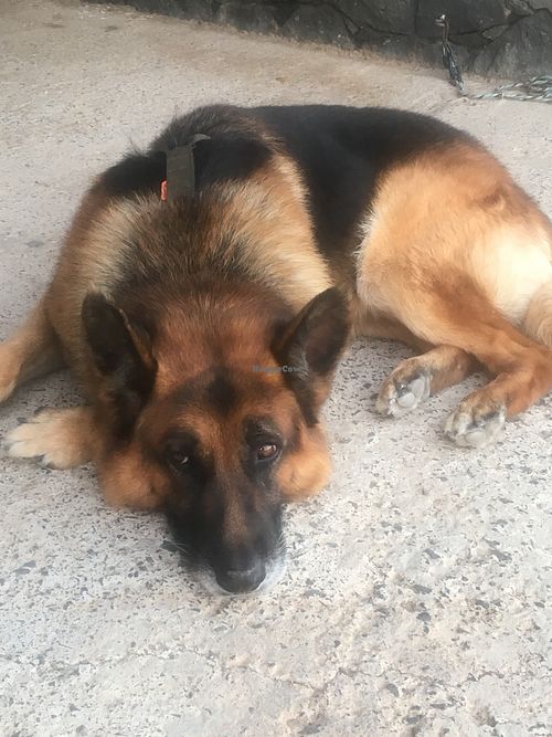 Archie the dog  at Soja y Pimenton - Vegan Argentinian BBQ in Lanzarote