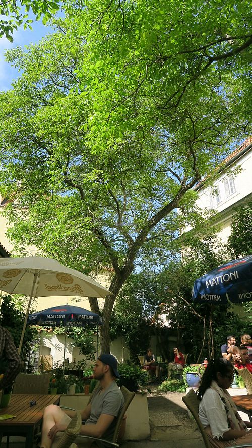 garden at Natureza in Prague