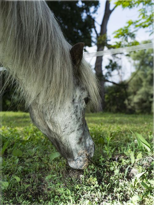 One of many happy Animals is beautiful "Johanna" at Pferdegnadenhof Edelweiss in Wildon