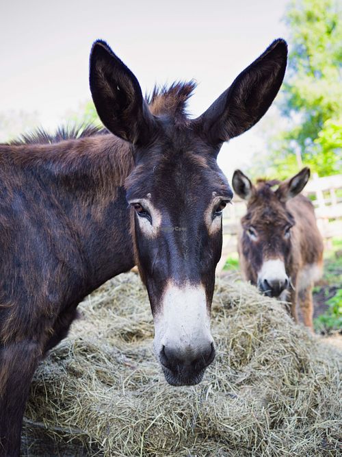 Happy Animals at Pferdegnadenhof Edelweiss in Wildon