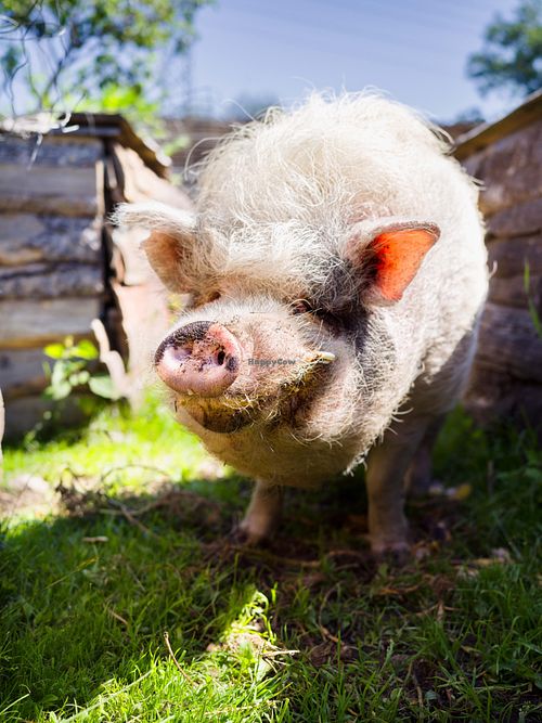Happy Animals at Pferdegnadenhof Edelweiss in Wildon