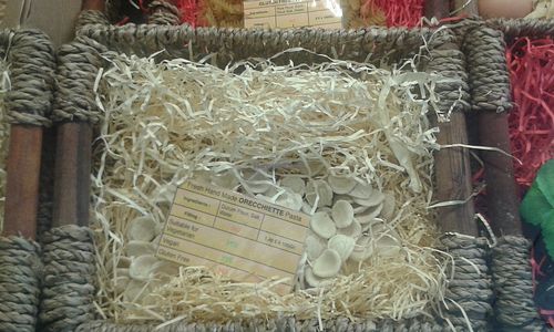 Organic vegan pasta at Crazy for Coffee in South West London